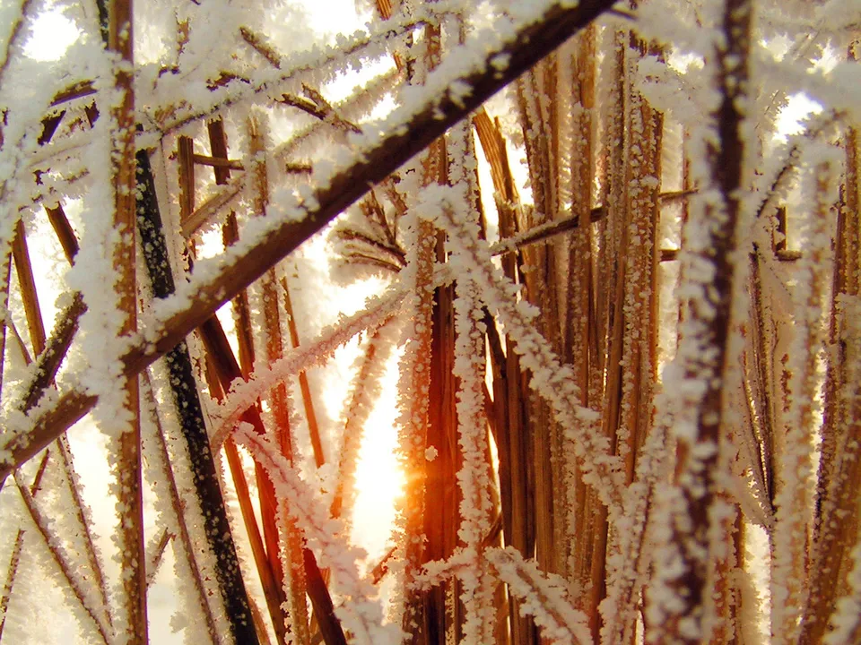 Close-up of reeds covered in frost, with sunlight shining through the stalks.