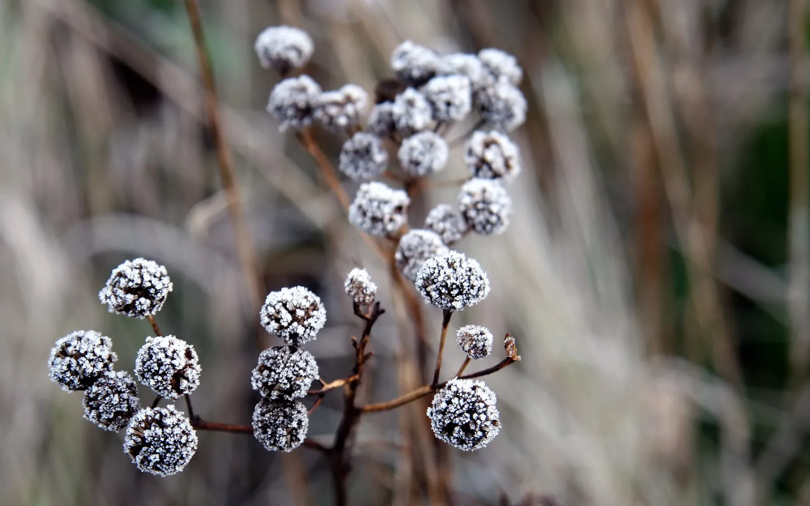 Close-up of dried seed heads covered in frost, with a blurred background of dry grass.