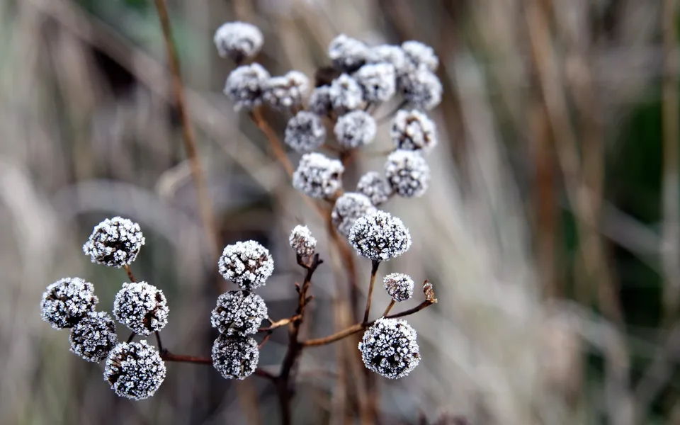 Close-up of dried seed heads covered in frost, with a blurred background of dry grass.