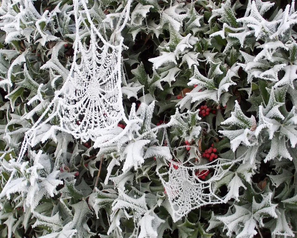 Close-up of delicate spiderwebs covered in frost, nestled among green holly leaves and red berries.