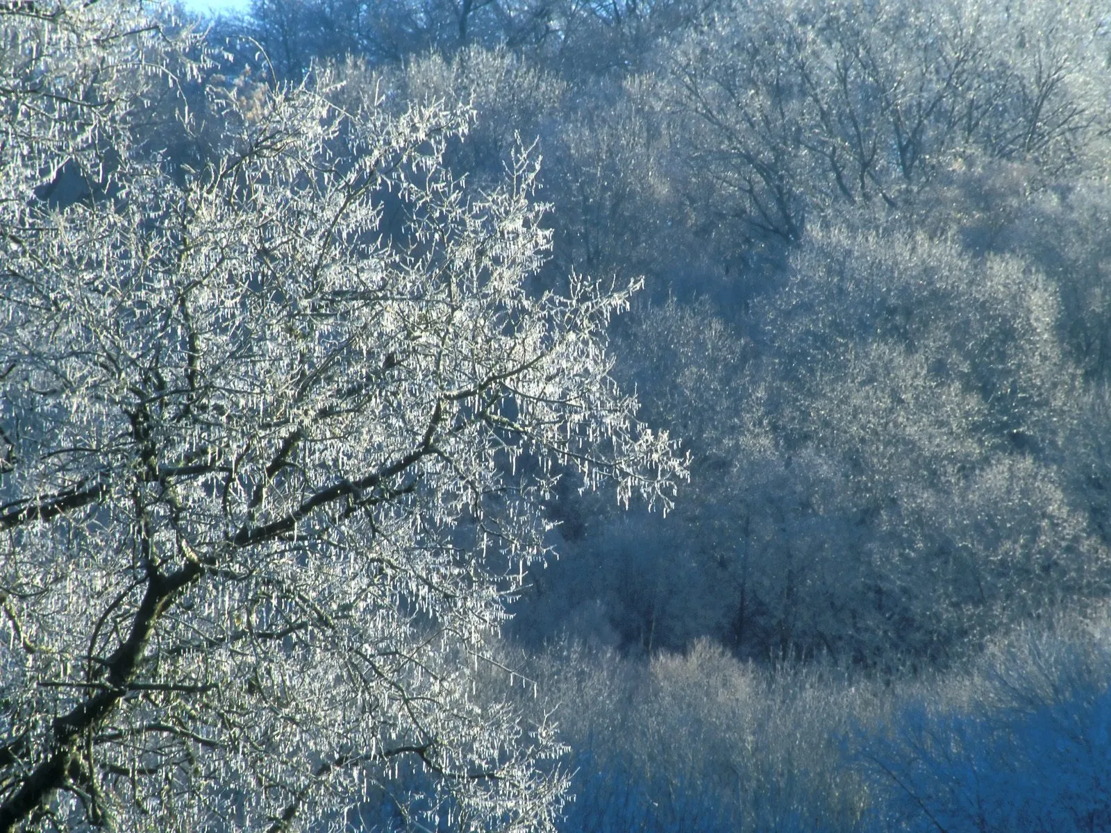 A close-up view of tree branches covered in delicate ice formations against a backdrop of frosted trees.