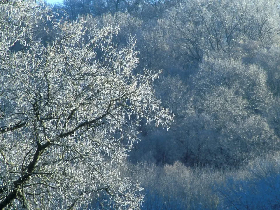 A close-up view of tree branches covered in delicate ice formations against a backdrop of frosted trees.
