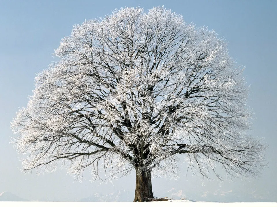 A bare deciduous tree is covered in frost against a pale blue sky with snow-covered ground and distant mountains.