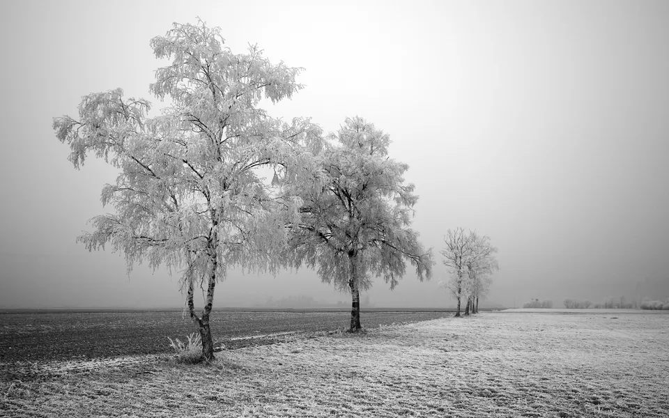 Several trees covered in frost stand in a line next to a field on a foggy winter day.