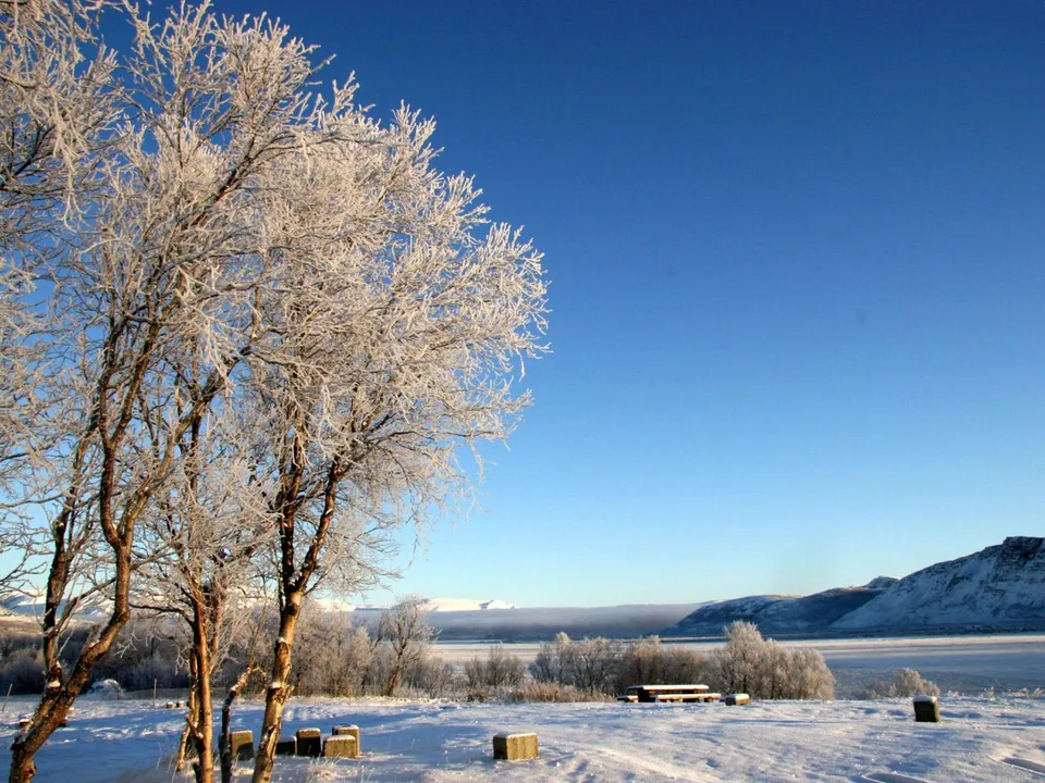Bare trees covered in frost stand in a snow-covered landscape under a bright blue sky.