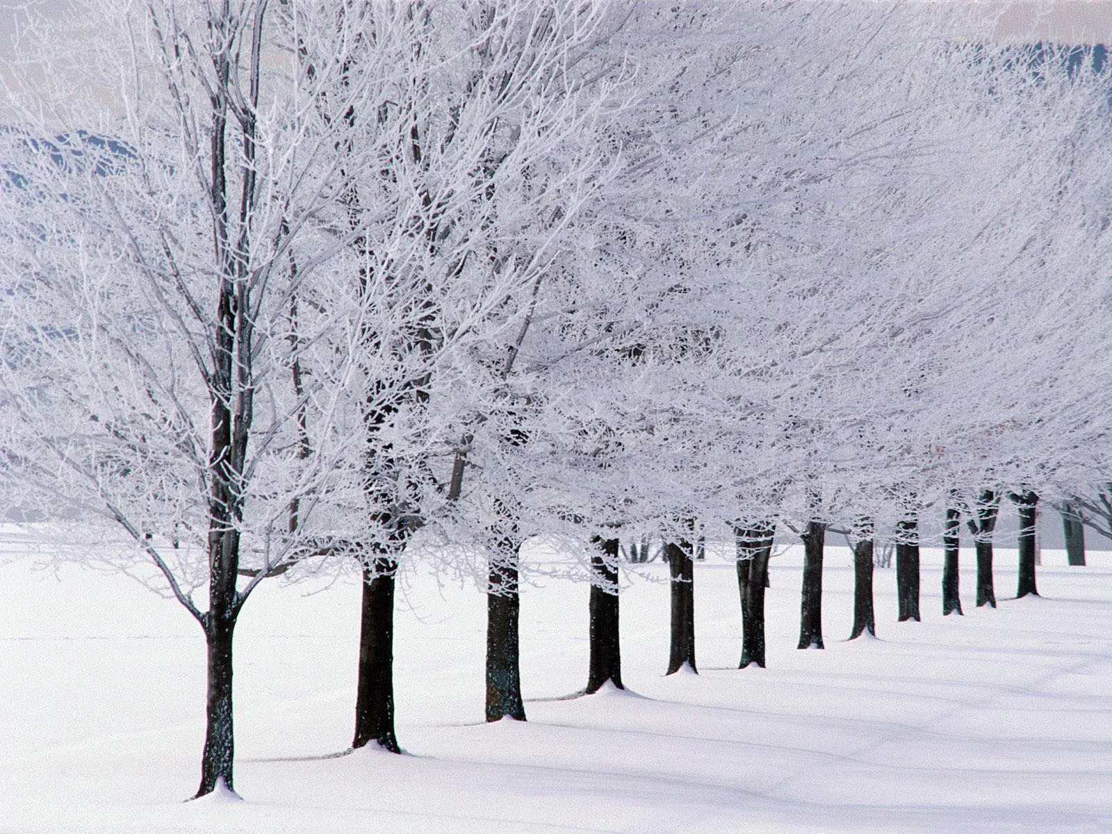 A line of trees covered in frost and snow, with a snowy field in the foreground.