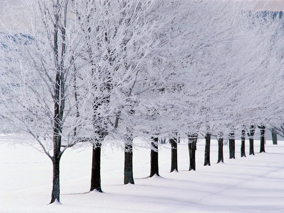 A line of trees covered in frost and snow, with a snowy field in the foreground.