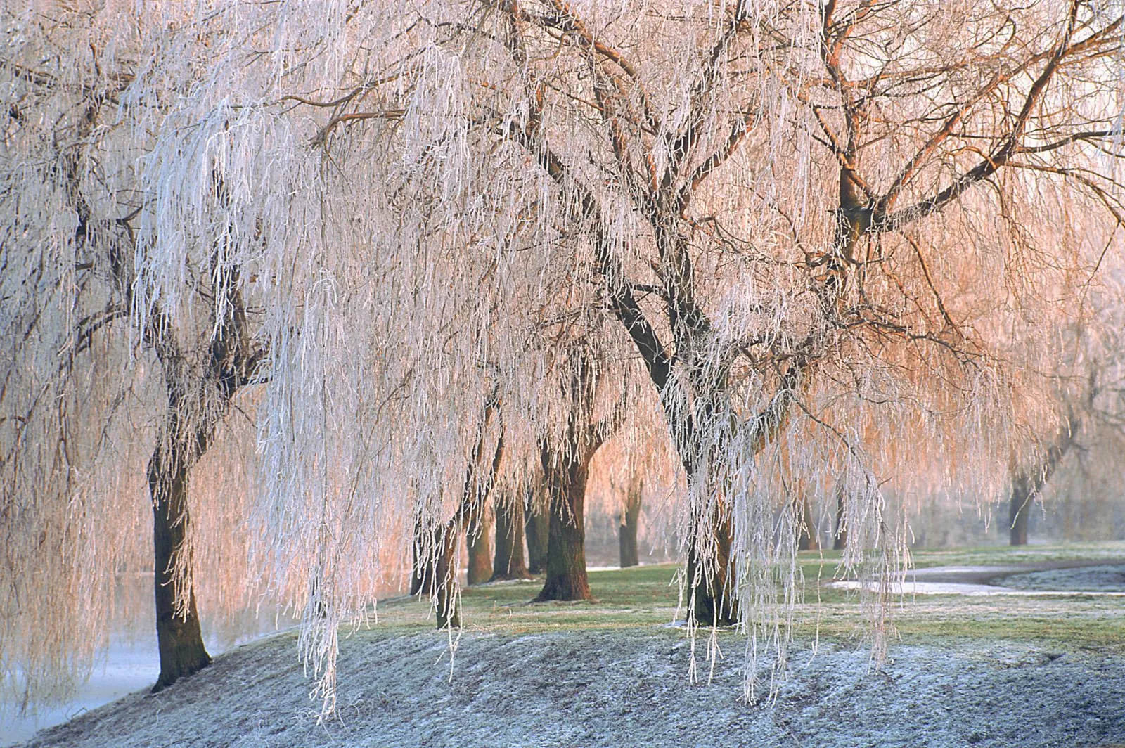 A line of willow trees covered in frost, with their branches hanging down.