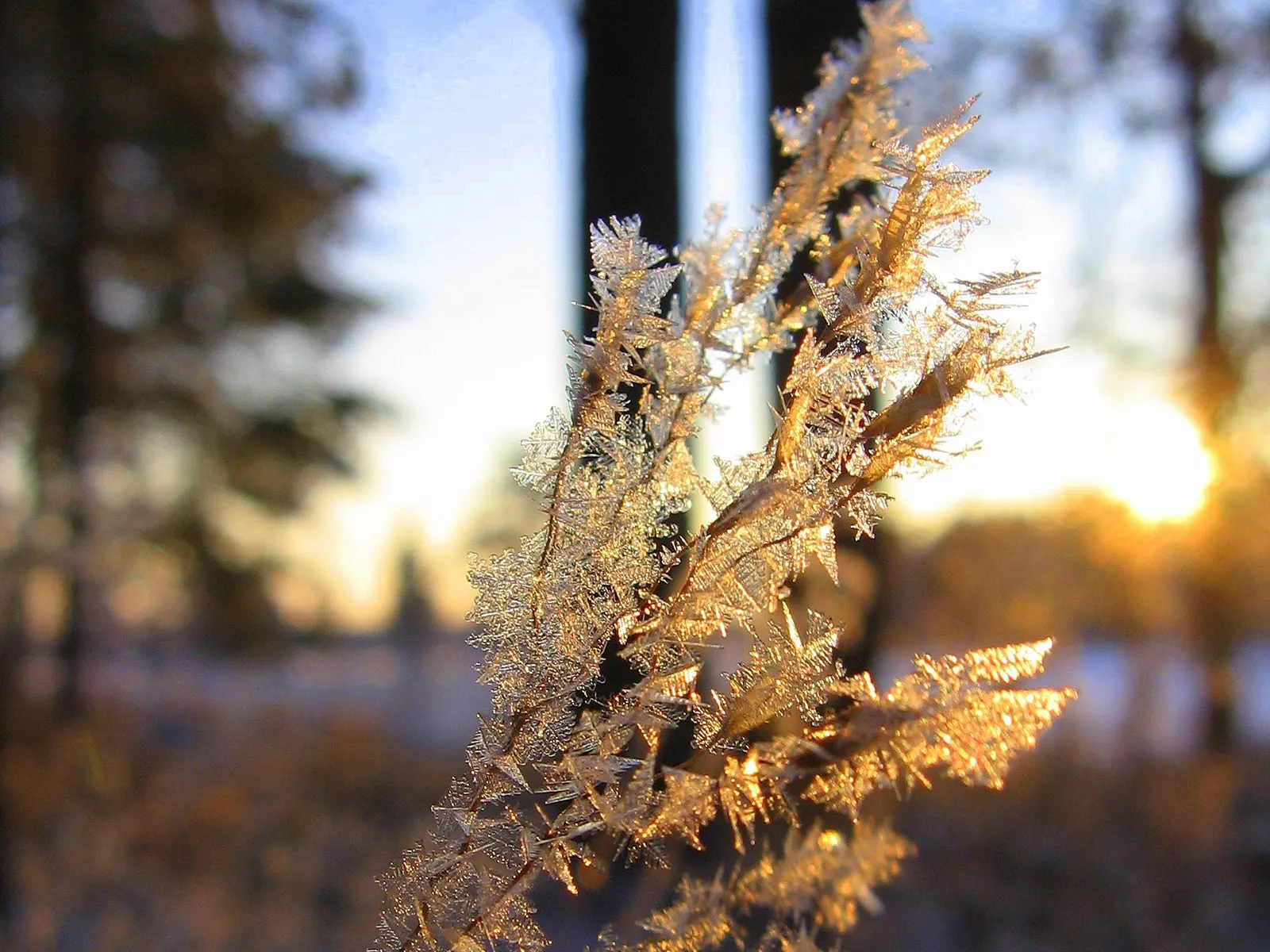 A close-up of a plant covered in delicate frost crystals, illuminated by the warm glow of the setting sun.