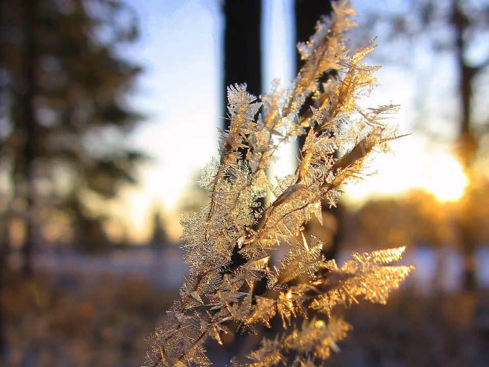 A close-up of a plant covered in delicate frost crystals, illuminated by the warm glow of the setting sun.