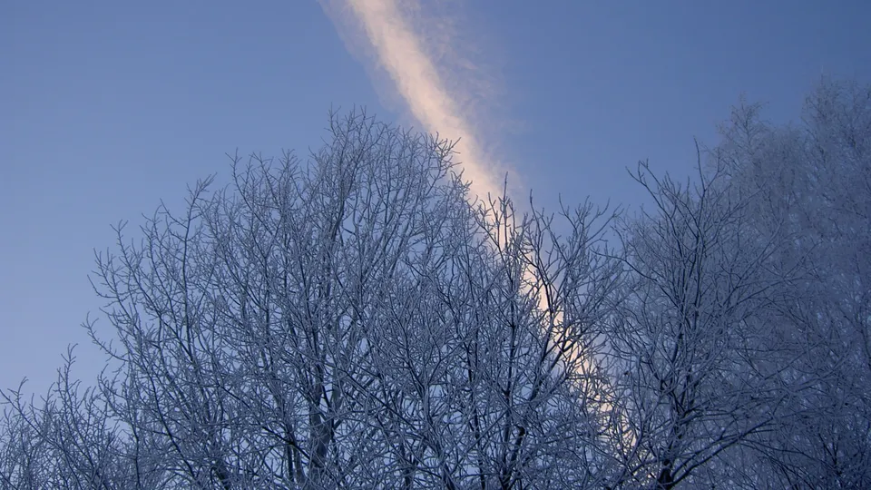 Bare tree branches covered in frost against a pale blue sky with a wispy cloud.