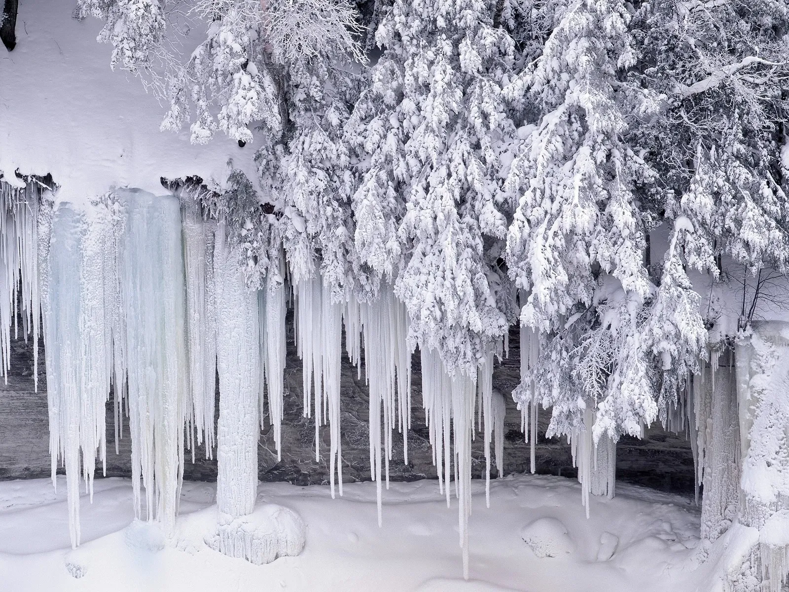 Long icicles hang from snow-covered branches of evergreen trees in a winter landscape.