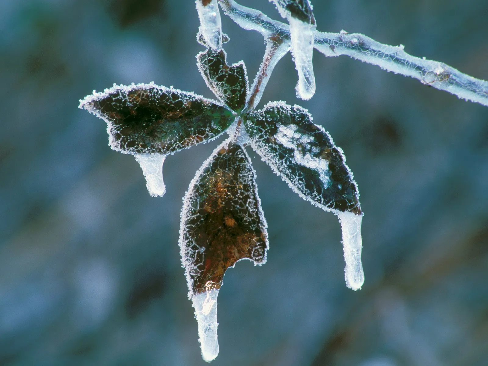 A close-up of a dark green leaf covered in frost and ice, with icicles hanging from its edges.