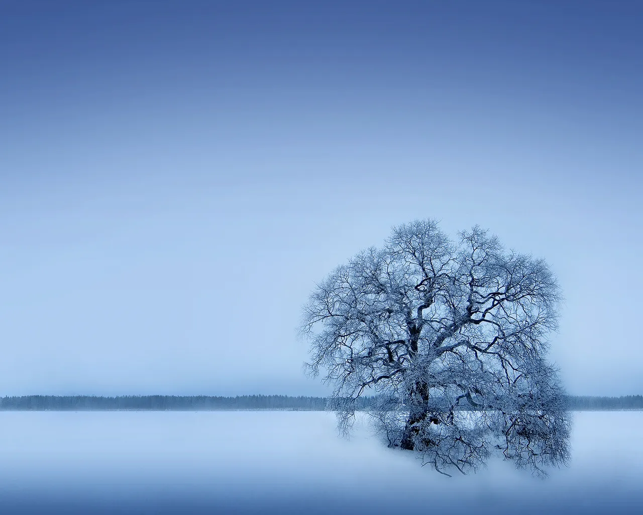 A bare, frost-covered tree stands alone in a vast, snow-covered field under a clear blue sky.