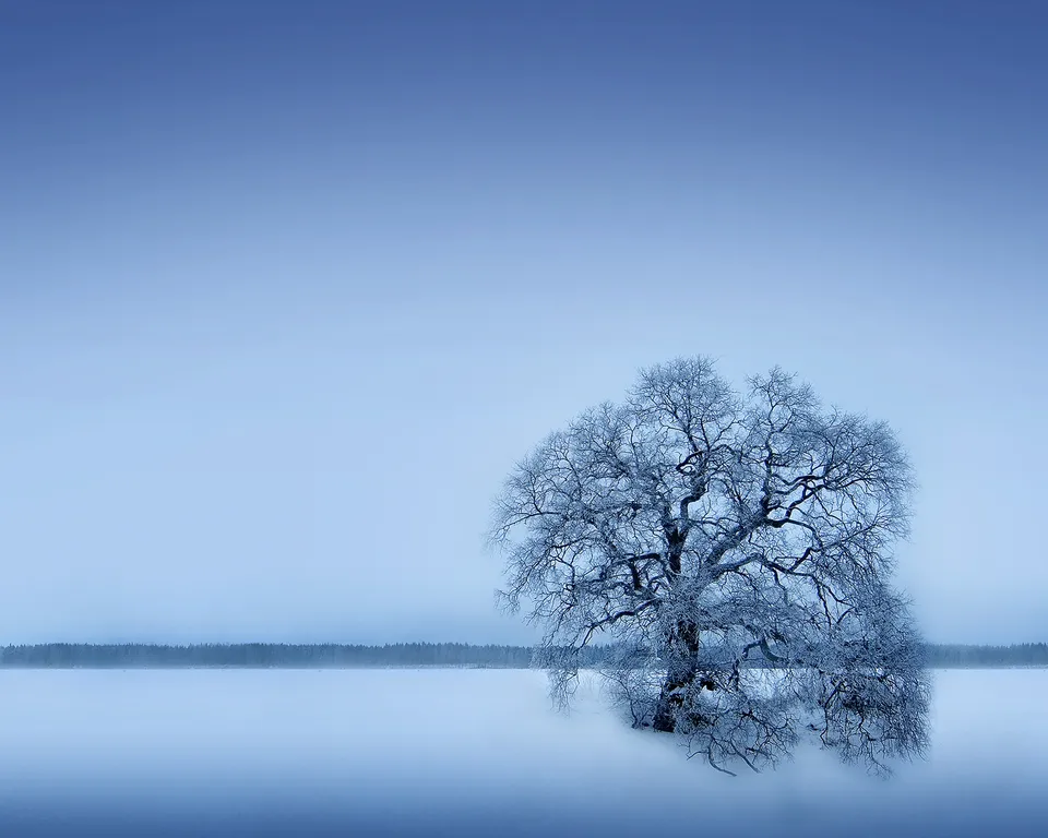 A bare, frost-covered tree stands alone in a vast, snow-covered field under a clear blue sky.