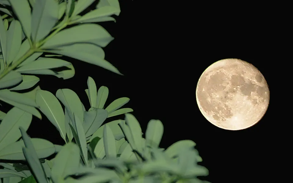 A full moon is visible in the dark night sky, partially framed by green leaves in the foreground.