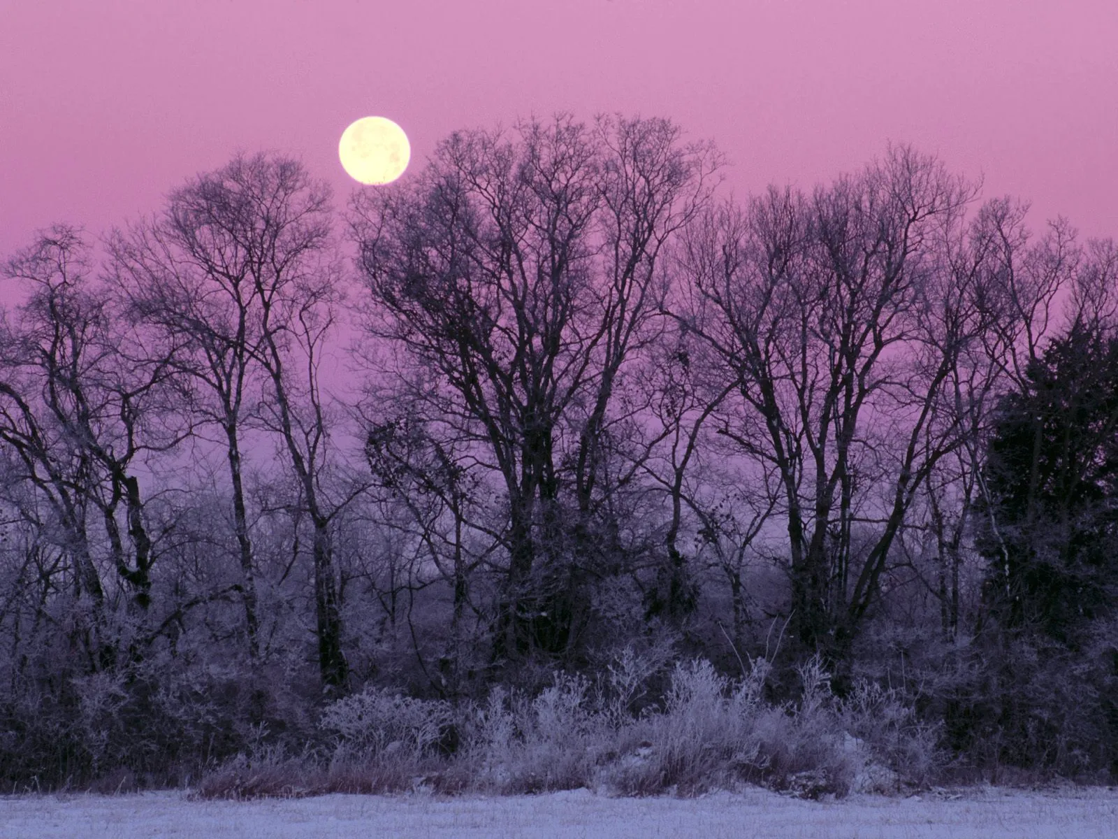 A full moon shines brightly in a pink sky above a silhouetted forest of bare, frosty trees.