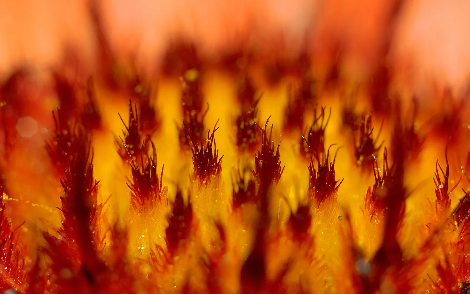 Macro view of a flower center with fuzzy reddish-brown filaments.