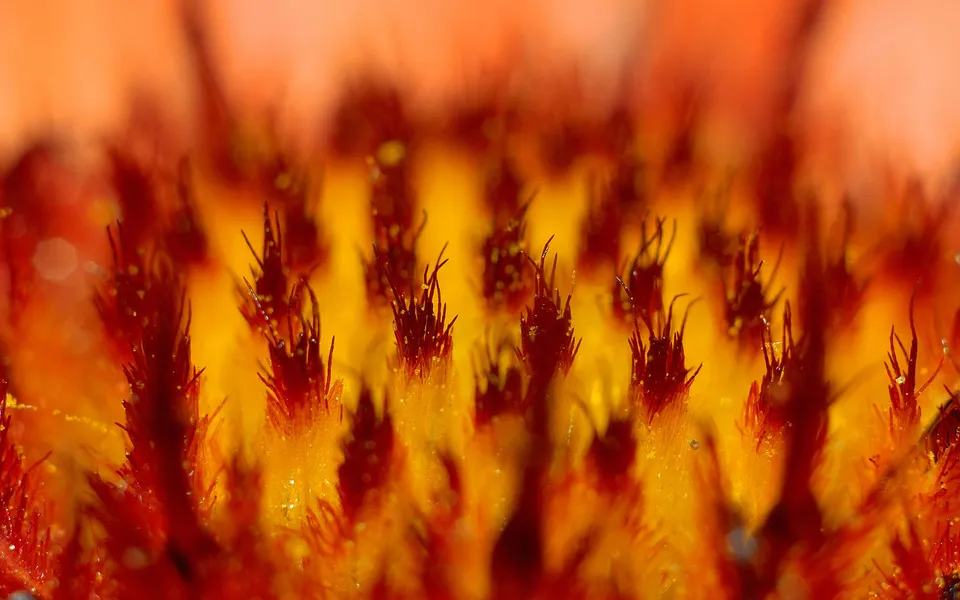 Macro view of a flower center with fuzzy reddish-brown filaments.