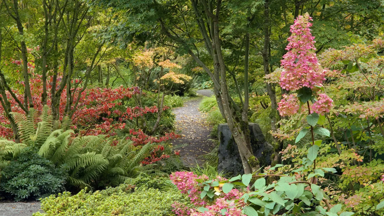 A winding garden path is surrounded by lush green ferns, red bushes, and trees with yellow and green leaves.