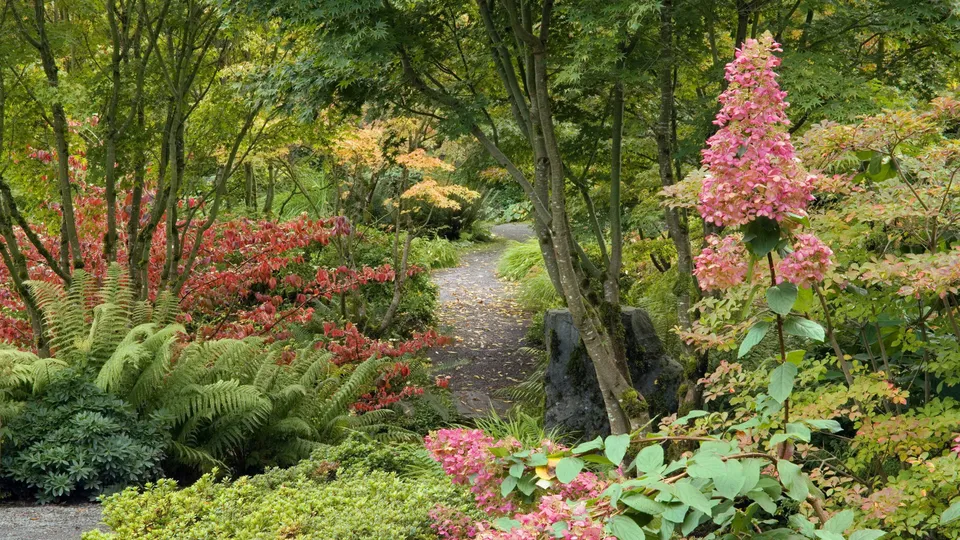 A winding garden path is surrounded by lush green ferns, red bushes, and trees with yellow and green leaves.