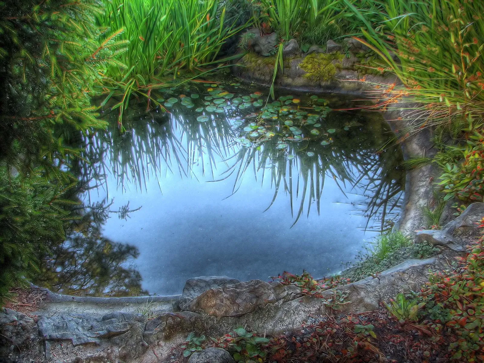 A small garden pond surrounded by lush green plants and grasses, with reflections in the water.