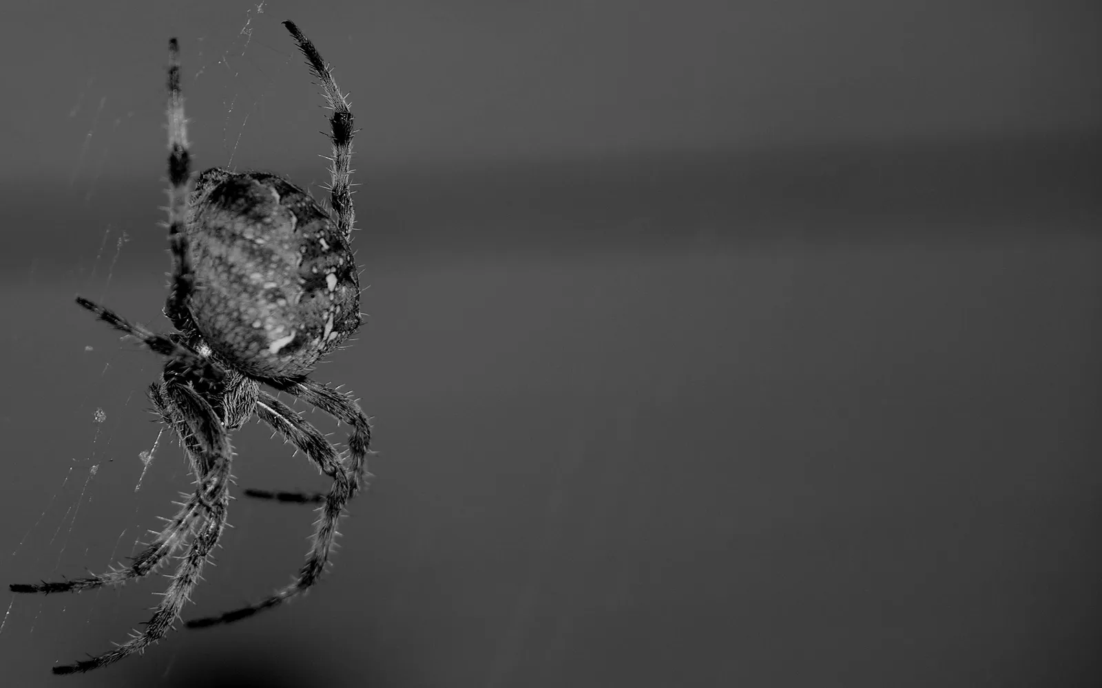 A black and white close-up of a garden spider hanging from its web.