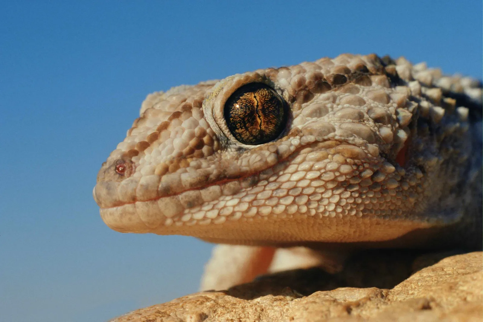 A close-up side profile of a gecko lizard's head against a clear blue sky.