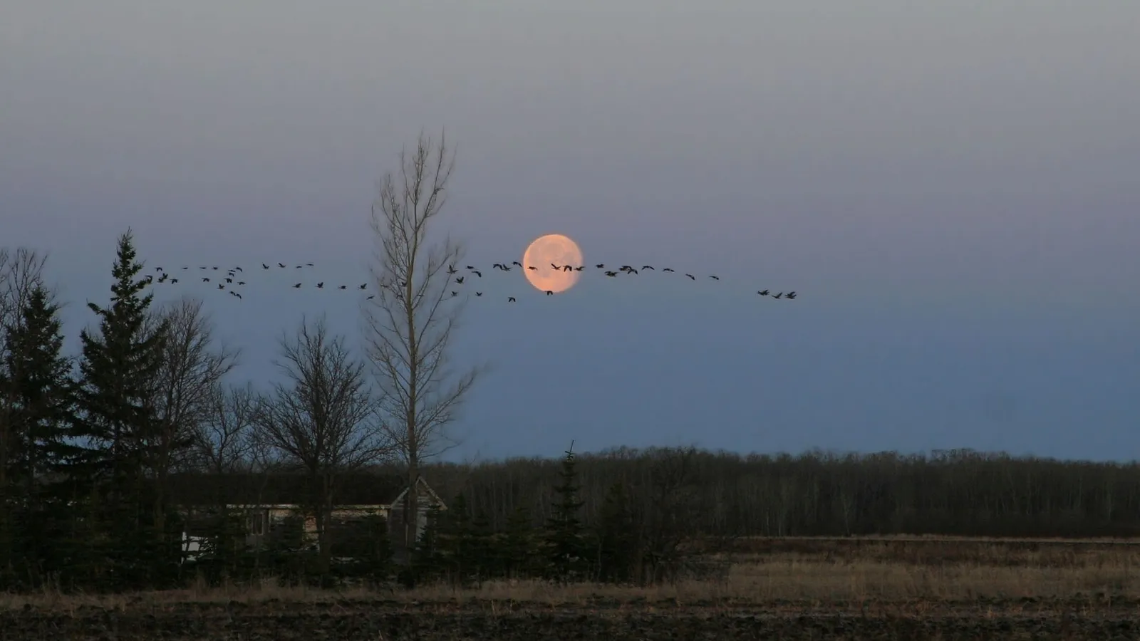 A flock of geese flies across a pale blue sky in front of a large, pale orange full moon.