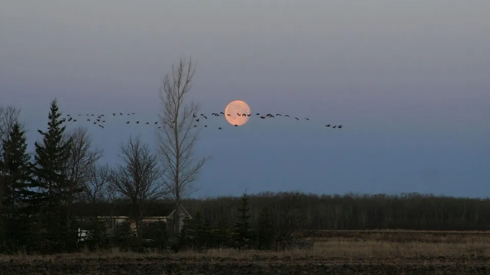 A flock of geese flies across a pale blue sky in front of a large, pale orange full moon.