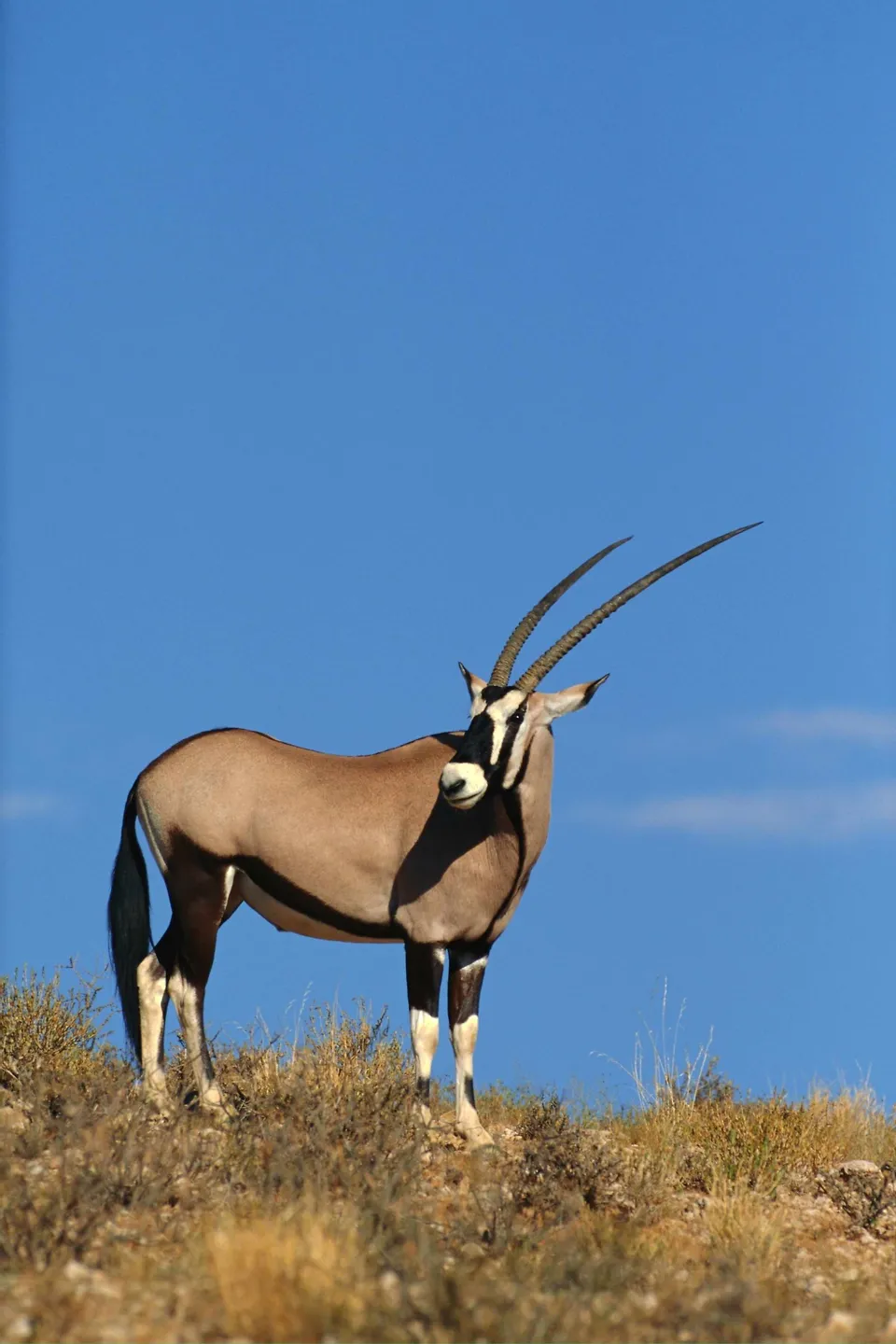 A gemsbok antelope stands on a dry, grassy hill against a bright blue sky.