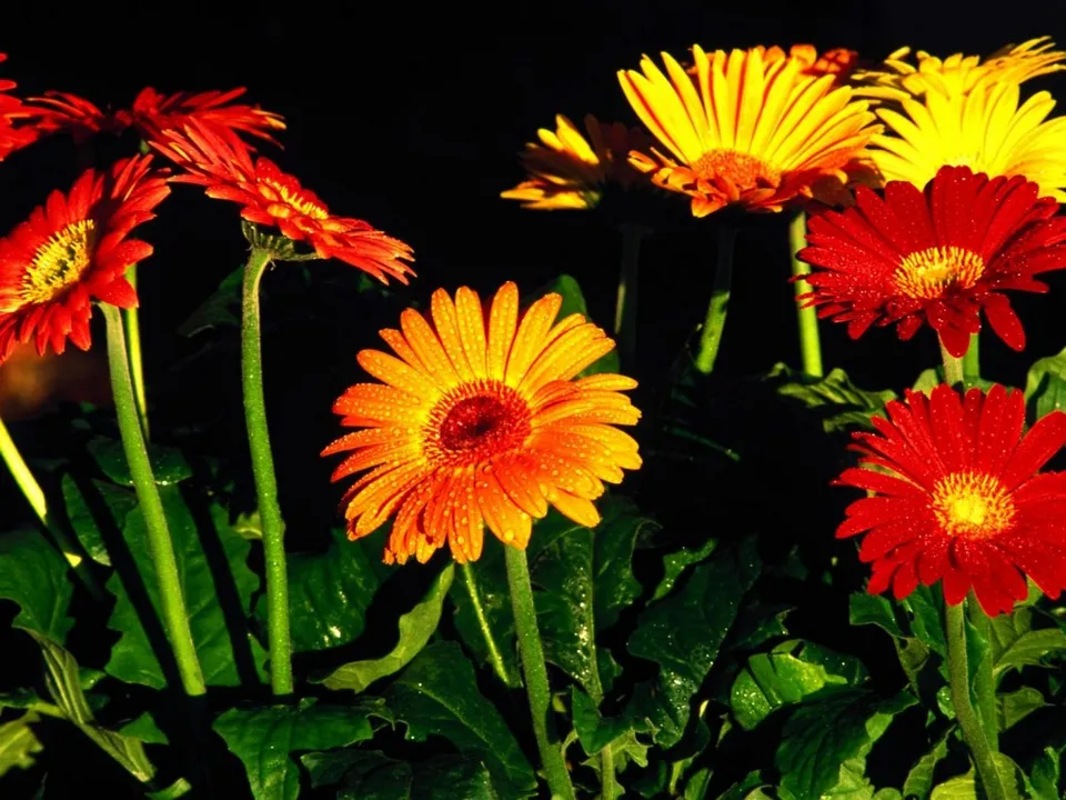 Close-up of bright orange, red, and yellow gerbera daisies with water droplets on their petals against a dark background.