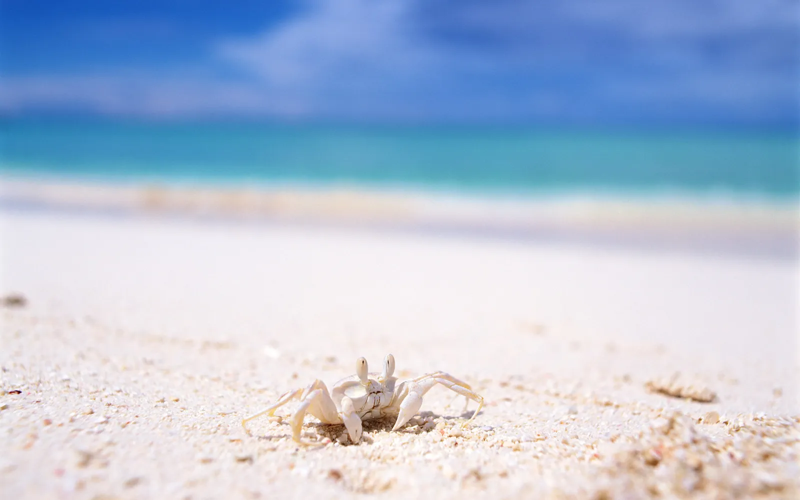 A small, pale ghost crab stands on a white sandy beach with the turquoise ocean and blue sky in the background.