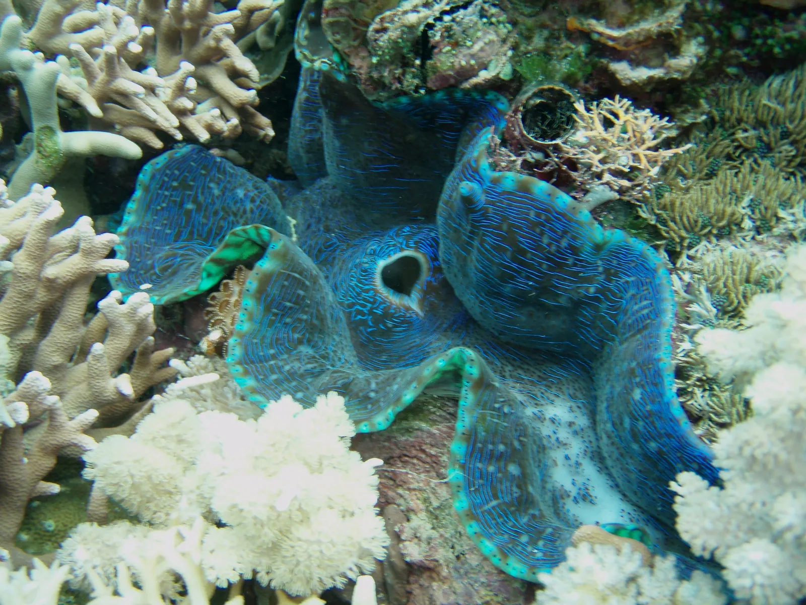 A large, iridescent blue giant clam with intricate patterns is surrounded by various types of coral.
