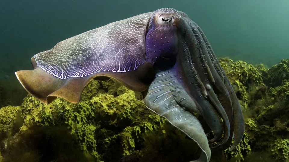A large giant cuttlefish with intricate patterns swims in the ocean above a textured coral reef.