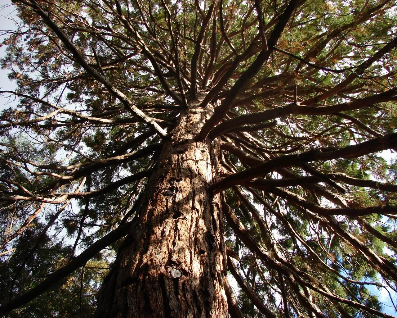 A low-angle view looking up into the intricate branches of a massive redwood tree against a bright sky.