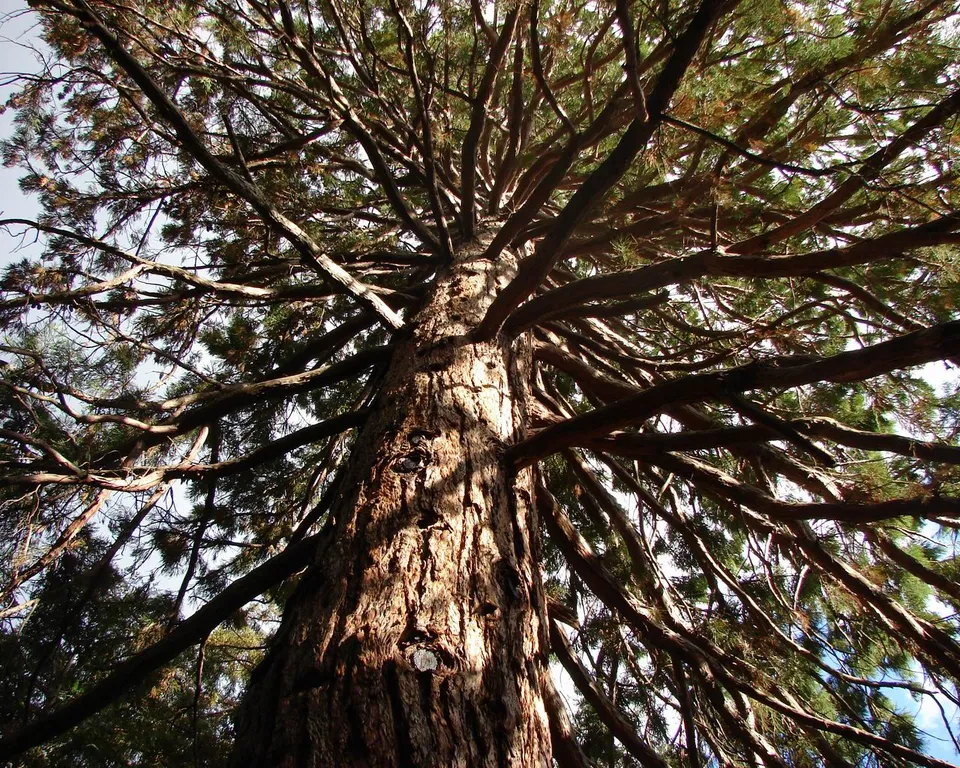 A low-angle view looking up into the intricate branches of a massive redwood tree against a bright sky.