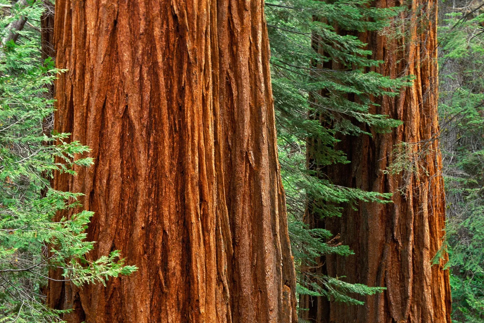 Close-up view of the textured bark of giant sequoia trees with green foliage in the background.