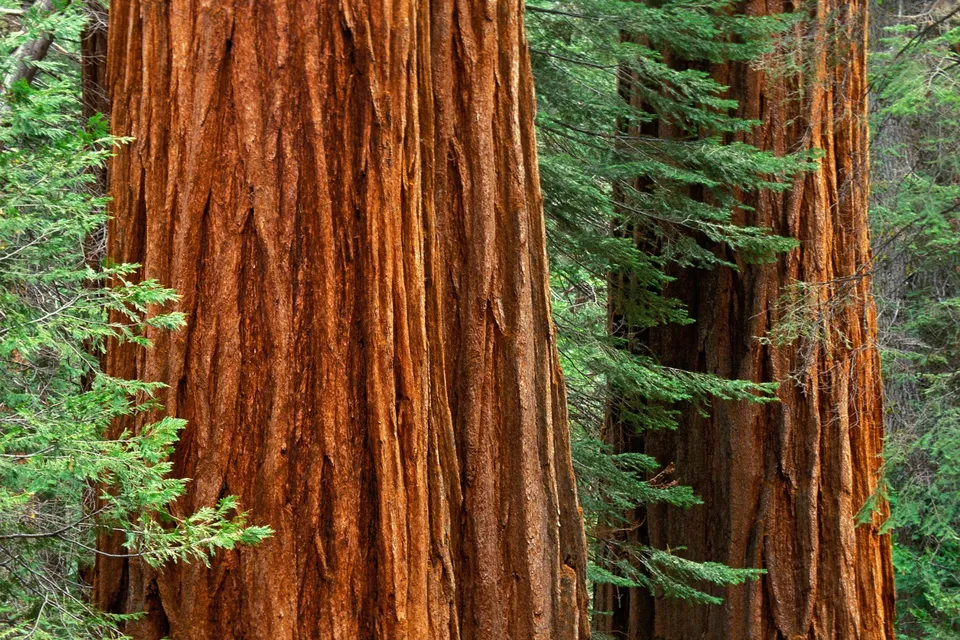 Close-up view of the textured bark of giant sequoia trees with green foliage in the background.
