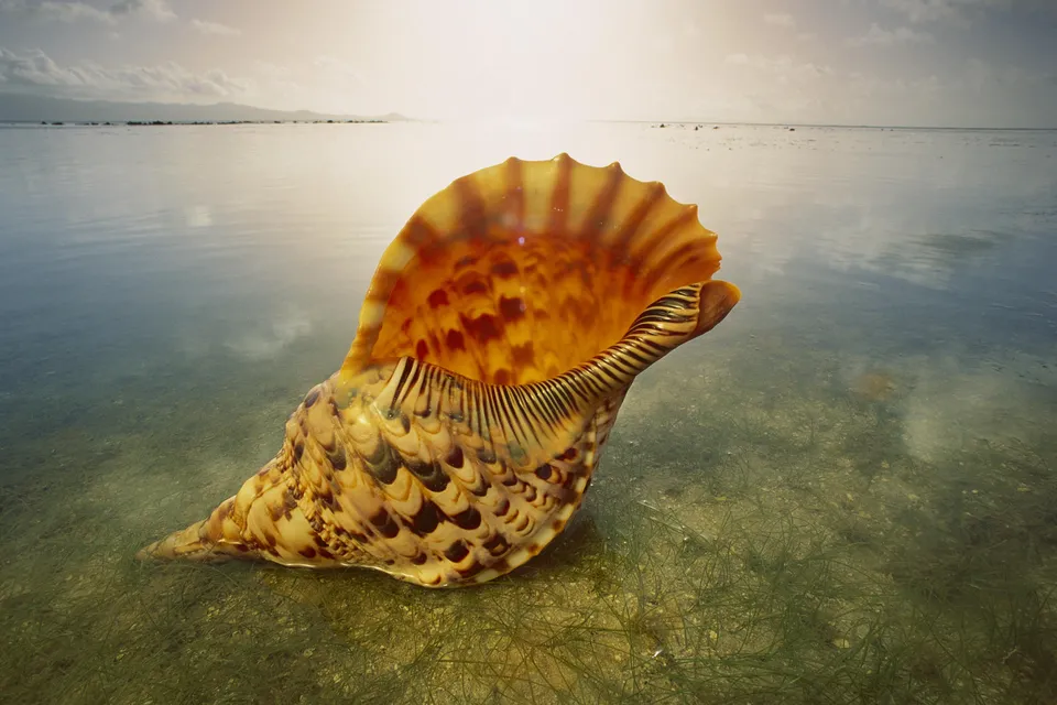 A large, ornate triton shell rests partially submerged in clear, shallow water near a coastline.