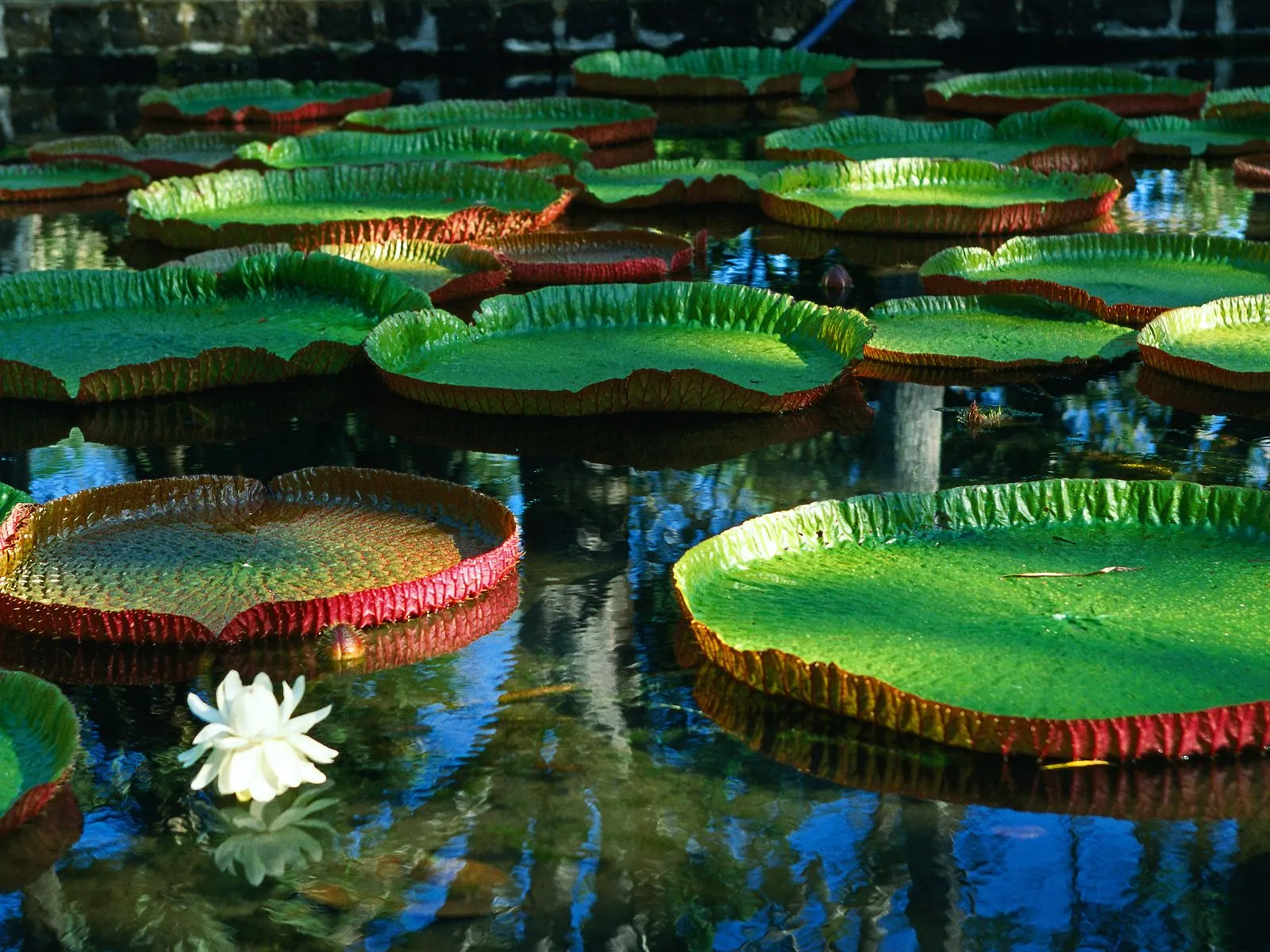 Close-up of large, round Victoria Regia water lily pads with red undersides floating on dark water, with a white flower in the foreground.