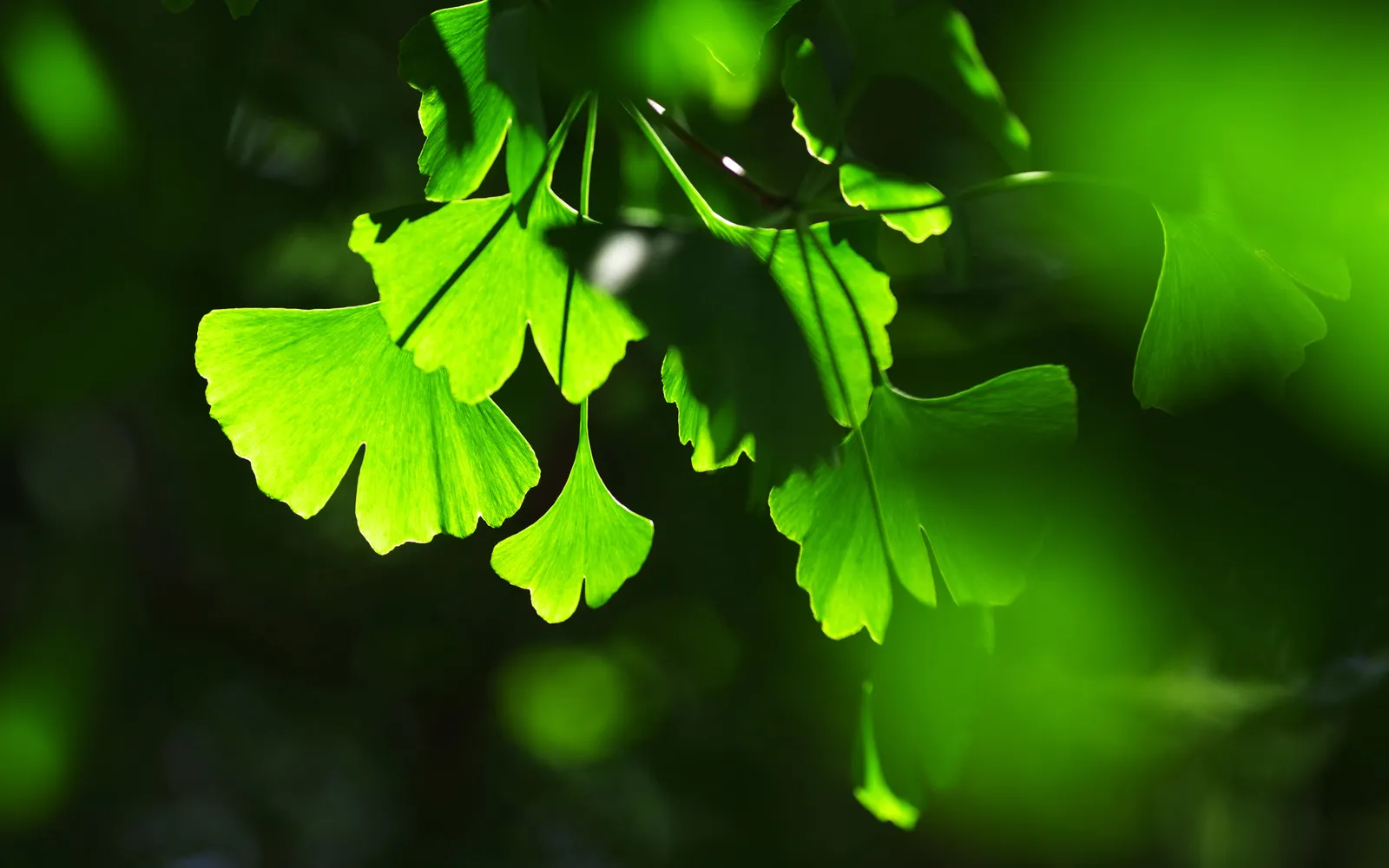 Close-up of bright green ginkgo leaves backlit by sunlight, with a dark, blurred background.