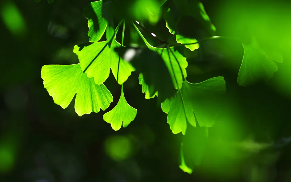 Close-up of bright green ginkgo leaves backlit by sunlight, with a dark, blurred background.
