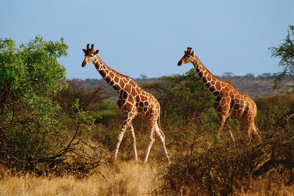Two giraffes with distinctive patterned coats walk through a dry, grassy savanna with scattered trees and a clear blue sky.