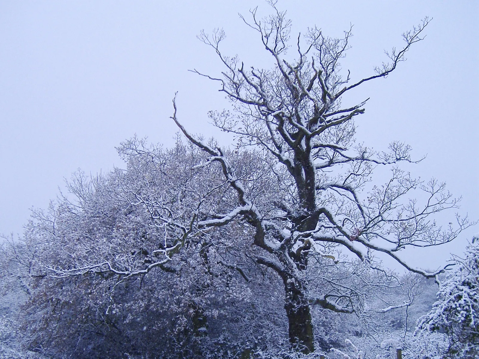 A gnarled tree with bare branches dusted with snow under an overcast sky.