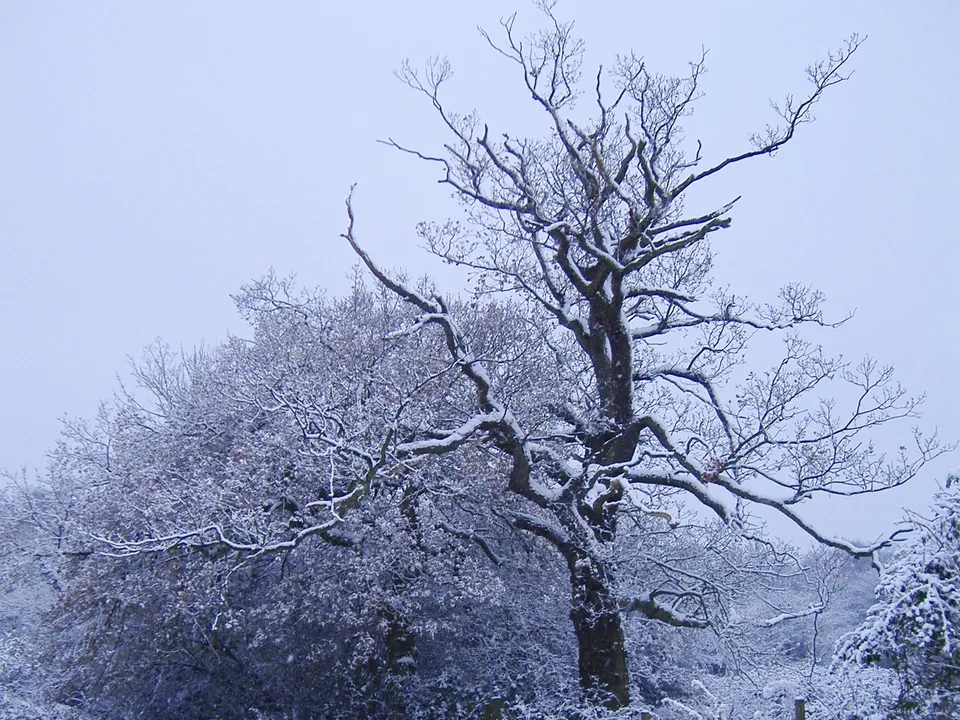 A gnarled tree with bare branches dusted with snow under an overcast sky.