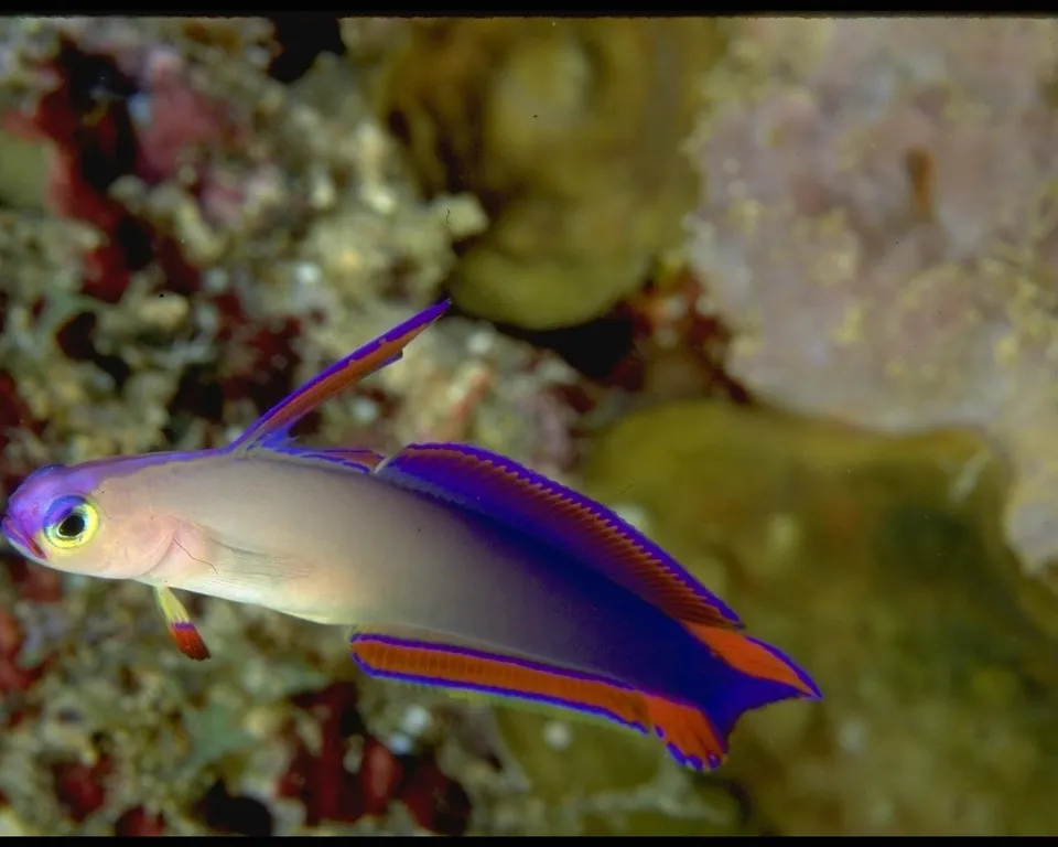 A small, colorful goby fish with purple and orange fins swims near a coral reef.