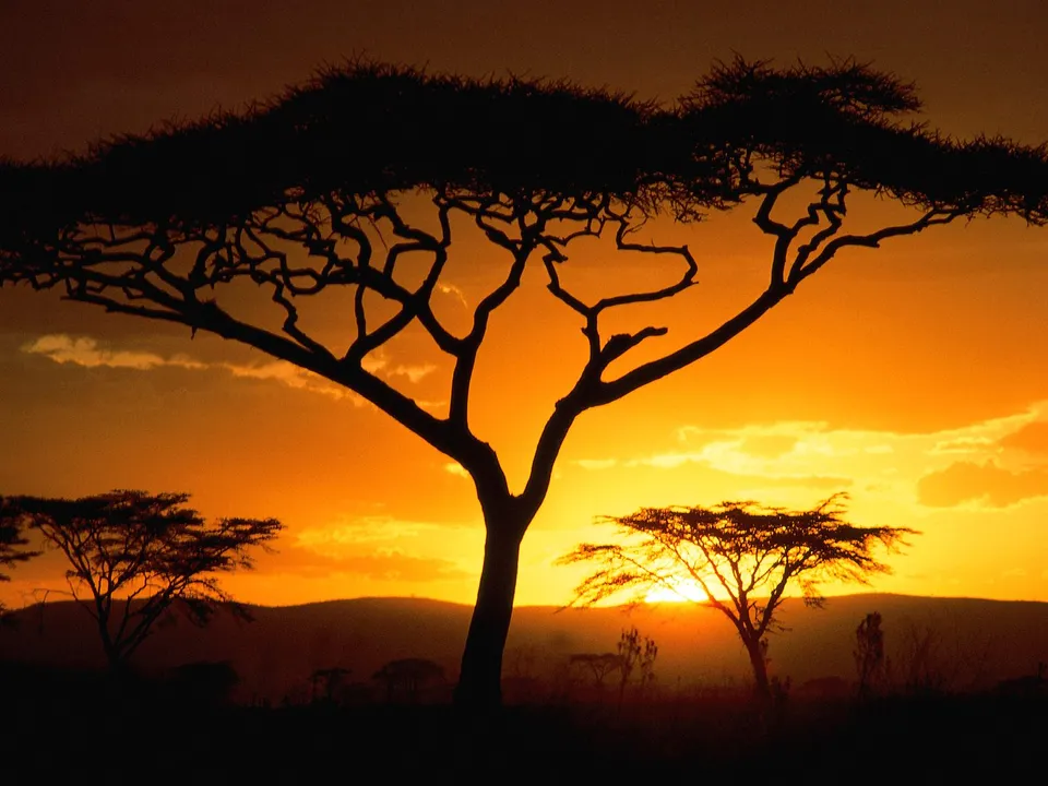 A golden African sunset illuminates the sky behind silhouetted acacia trees and rolling hills.