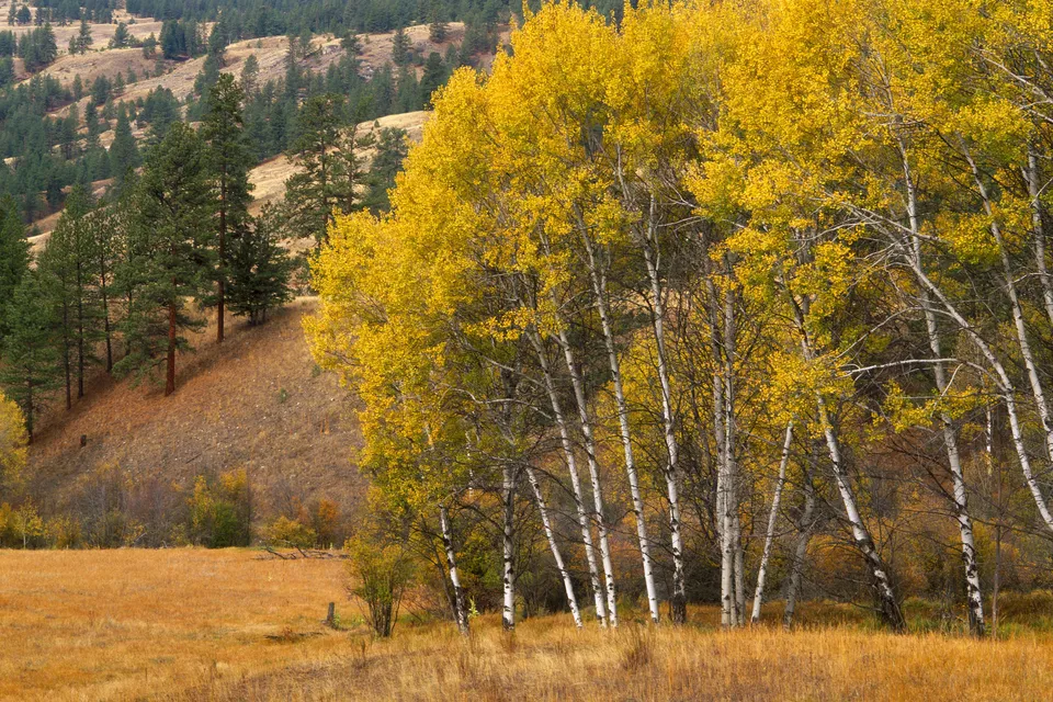 A grove of aspen trees with bright yellow leaves stands in a field, with pine-covered hills in the background.