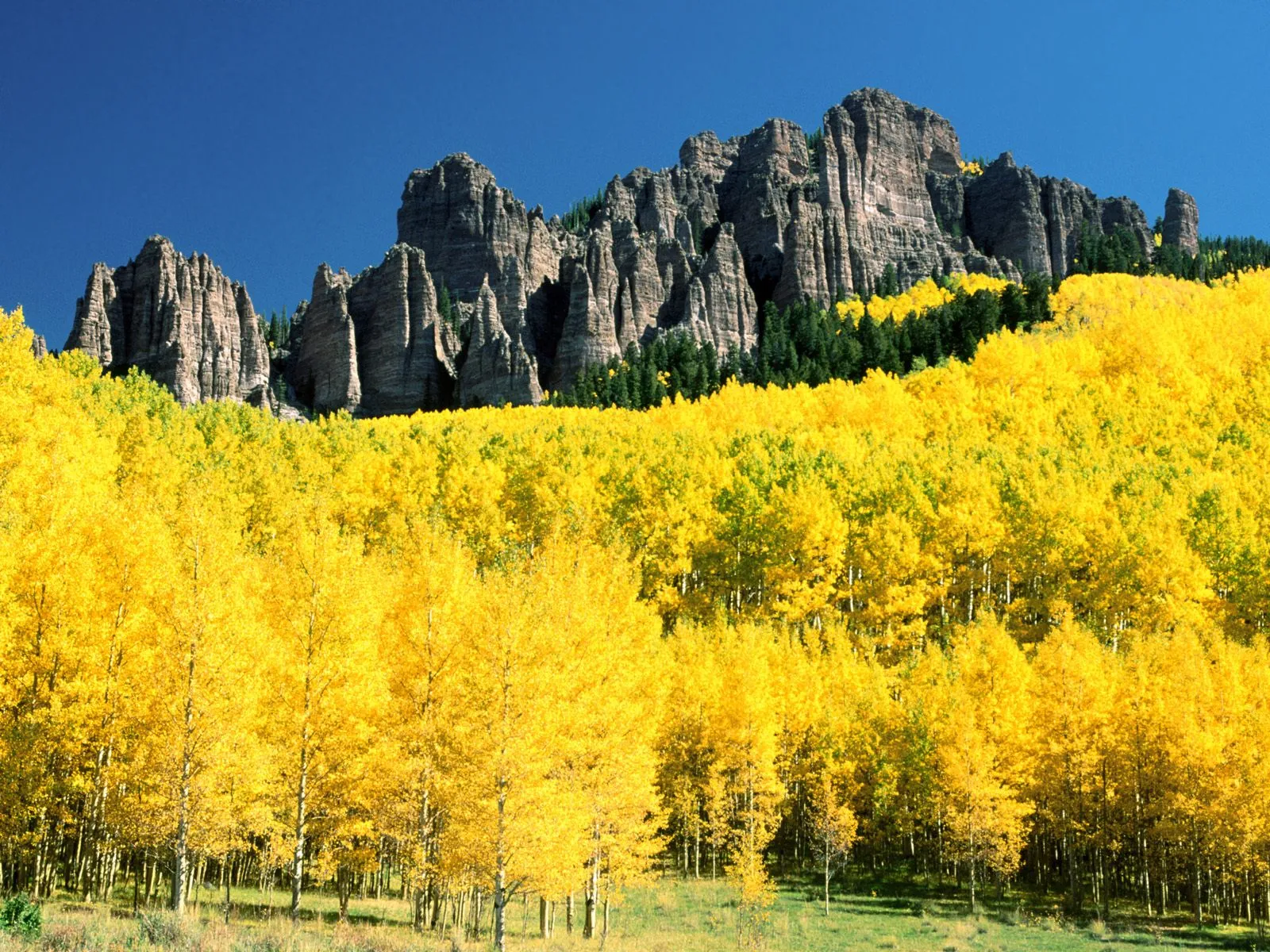 A vibrant golden aspen forest stretches across a hillside below dramatic, rocky mountain peaks under a clear blue sky.